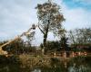 Haute-Garonne: dozens of trees cut on the route of the Toulouse-Bordeaux LGV despite the “squirrels”