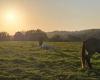 A competition mare killed by a hunter in Nièvre