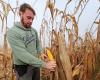 why the corn harvest is late but shows promise