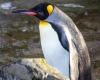 An emperor penguin spotted in Australia, 3,500 km from Antarctica