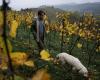 The white truffle, the gold of Italy threatened by the ravages of the climate