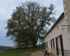 Should we cut down this centuries-old oak? In Dordogne, the debate rages