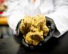 In Italy, the white truffle is threatened by the climate