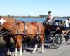 A grandfather out for a walk with his grandchildren dies in a carriage accident in Bougnimont (Libramont)