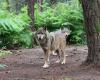 In Finistère, the wolf has a unique museum in France