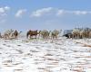 Surprising images of a desert covered in hail and snow in Saudi Arabia