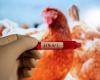 First suspected case of avian flu in humans in Canada