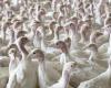 Avian influenza – Côte-d'Or strengthens its prevention measures in the face of high risk