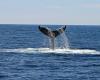 A stranded humpback whale will be transformed into energy in Orne – Angers Info