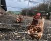 Avian flu: all poultry must be confined in Moselle