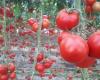 Extension of tomato greenhouses in Isigny-le-Buat: no! The Manche prefecture has decided