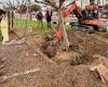 Villeneuve-sur-Lot: trees uprooted to move a few meters further