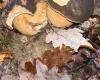 “In five minutes I filled a basket”: November porcini mushrooms delight the pickers of Tarn-et-Garonne