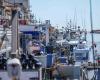 Fishing effort, fleet exit… faced with the difficulties of the fishermen of Grau-du-Roi, the minister expected in Gard this Friday