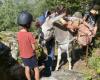 Hautes-Alpes. The donkey drivers of France gathered in Buëch this weekend