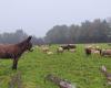 The Chemillé donkey: a protective asset against attacks by wolves and foxes