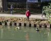 Toulouse. Fished out of the Canal du Midi, a man between life and death