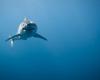 Research on great white sharks in the Gulf continues – Portail des Îles de la Madeleine