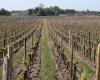 A family of winegrowers forced to sell their land to LVMH