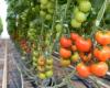 Giant tomato greenhouses: the Manche prefecture puts a stop to the extension project