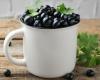 Blackcurrant against osteoporosis | LaNutrition.fr