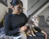 North Franche-Comté. A Belfort woman attacked by foxes, her chihuahua injured while interposing