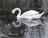 A swan suffering from bird flu in the canton of Uri