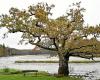 Is the most beautiful tree in France at Saint-Maurice Abbey in Clohars-Carnoët?