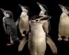 These penguin parents survive on 4-second micro-naps