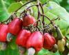 Cashew sector in Senegal: Cashew processing in difficulty – Lequotidien