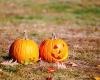 Your Halloween pumpkins could harm biodiversity: here's how to recycle them intelligently