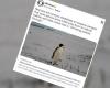 Gus, an emperor penguin, lost 3,400 kilometers too far north, lands on an Australian beach