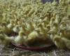 Gers. 4,000 chicks perish in fire in breeding building