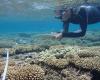 The coral reefs of Reunion Island on borrowed time