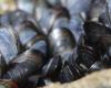 No, shellfish are not a carbon sink, but emit CO2