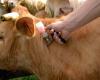 FCO 3: the vaccine made available free of charge to Tarn cattle breeders