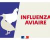 Avian influenza: first case detected in Allier – Press releases 2024 – Press releases – News