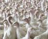 Increase in avian influenza risk level from “moderate” to “high” since 9/11/2024 – Environment and Energy – News