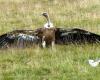 To “respond to the growing concerns of breeders”, the Aveyron prefecture authorizes scaring shots on the griffon vulture