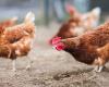 Avian flu: Maine-et-Loire becomes high risk