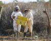 In Kenya, bees as a solution to the conflict between elephants and humans