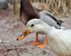 Maine and Loire. Avian flu: the department moves to high risk level