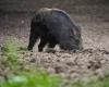 Wild boars in Loire-Atlantique: As much damage in the last 4 months as during the whole of last year!