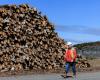 Lumber | The crisis could get worse