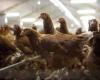 Avian influenza: France raises its risk level – Avian influenza – Farmed animals and animal sectors – State actions