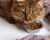 The best supermarket cat food according to 60 million consumers