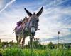 after the death of Martin, the oldest donkey in Bel-Ébat, the association in danger