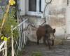 “I hadn't seen him, he charged straight away”: they invade the city, six wild boars slaughtered in Angoulême