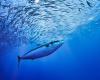 Canned tuna contaminated with mercury: is the regulatory framework really “lax”?