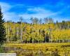 Discover “Pando”, a 43-hectare living organism believed to be between 16,000 and 80,000 years old (one of the oldest in the world!)